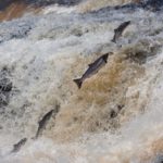 Der Verein Wanderfische ohne Grenzen setzt sich für den Schutz von Lachsen und anderen Wanderfischen in Deutschland ein. Foto: Wanderfische ohne Grenzen / Hans van Klinken