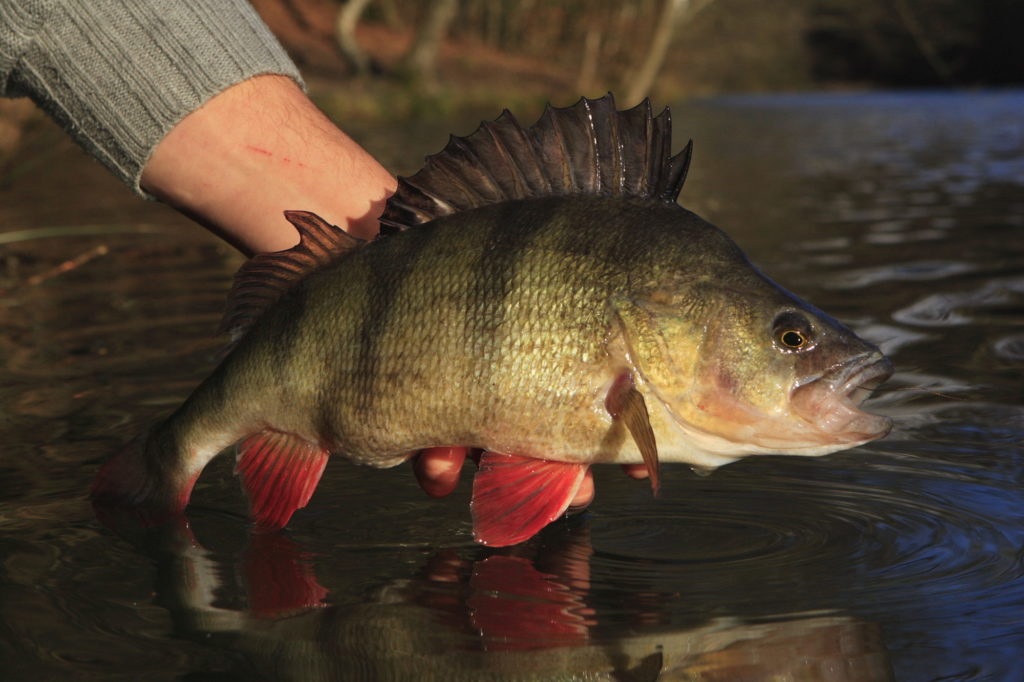 Barsche sind nur bedingt soziale Fische. Während kleine Barsche den Schwarm suchen, jagen sie mit steigendem Alter eher allein. Foto: O. Portrat