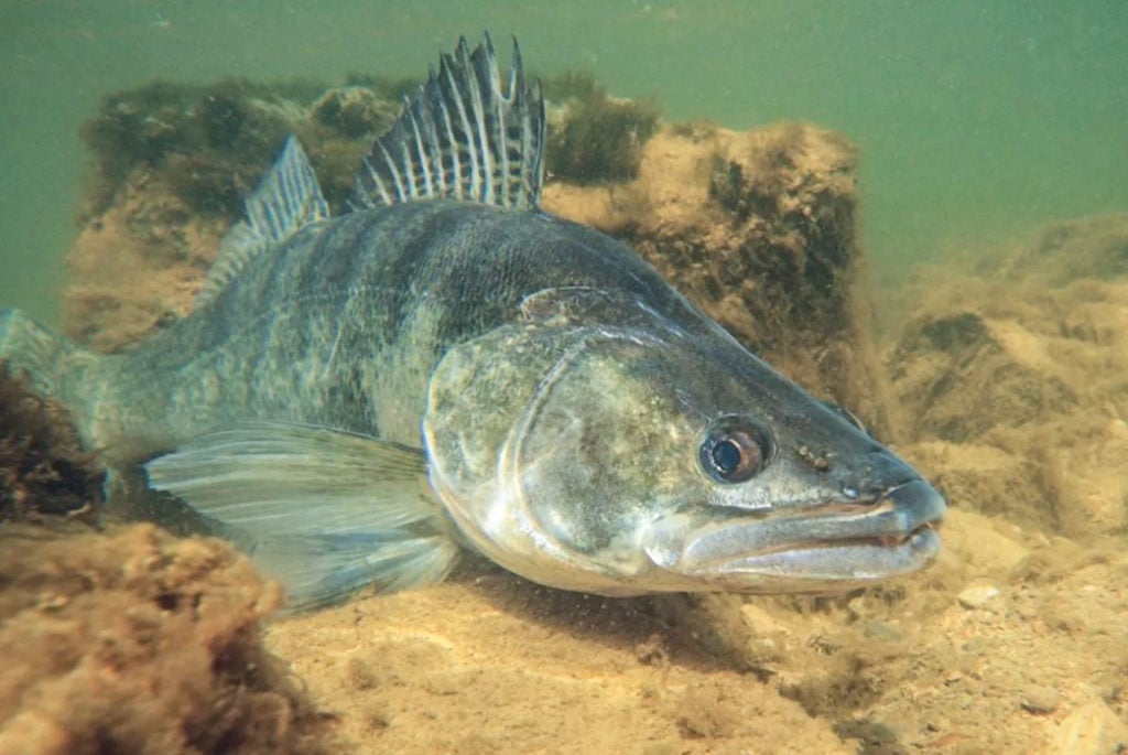 Größere Zander bleiben zwar lieber für sich, doch bei der Brutpflege sind sie extrem soziale Fische. Foto: O. Portrat