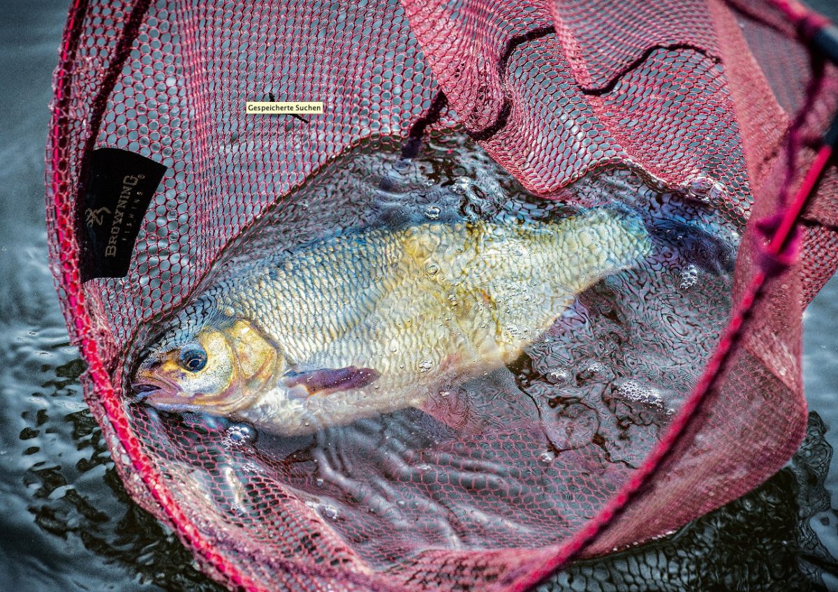 Am Ende der Futterspur warten die dicksten Alande. Foto: Waldemar Krause