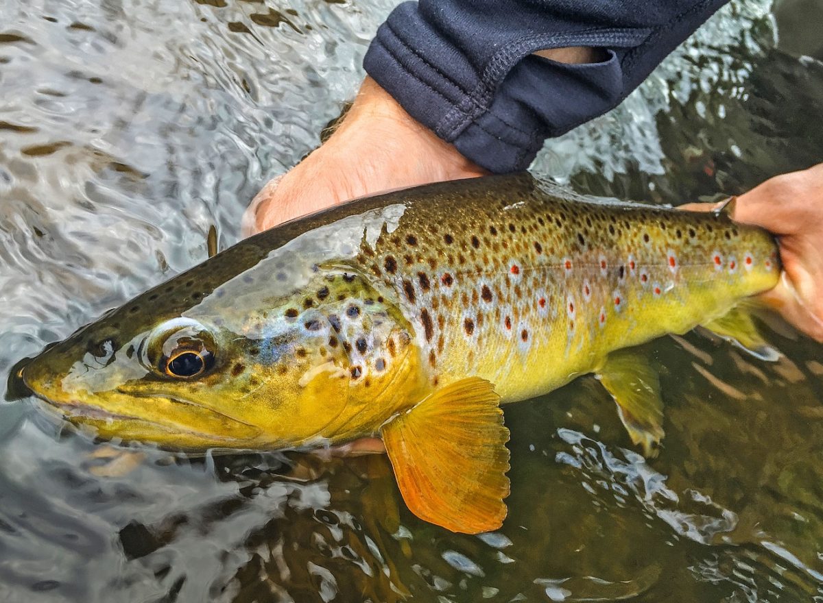 Bachforelle in der Hand eines Anglers