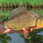 In Europa kennt man die Karausche nicht als beliebten Speisefisch. In Asien ist ihr Fleisch dagegen sehr gefragt. Foto: Archiv