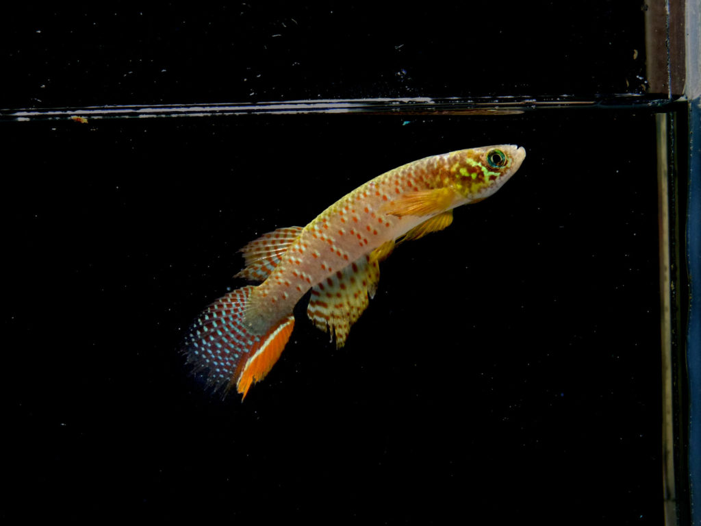 Der Juan Deriba Killifisch kann aus dem Wasser springen und länger an der Luft bleiben, um Feinden zu entkommen. Foto: Heinz Arno Drawert