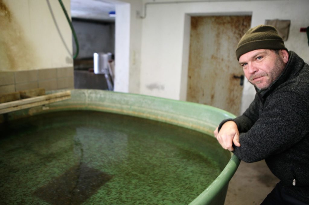 Teichwirt Thomas Resch aus Bischofswiesen hat durch den Fischotter bereits tausende Fische verloren. Foto: Kilian Pfeiffer