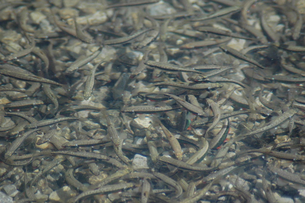 Elritzen warnen ihre Artgenossen durch einen Schreckstoff, wenn sie einen Raubfisch bemerken. Foto: Archiv