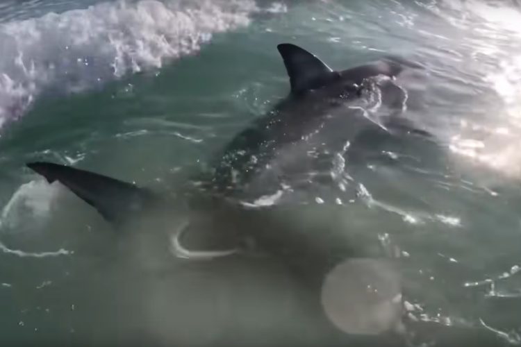 Angler in Florida fingen einen Weißen Hai direkt vom Strand aus. Normalerweise bleiben die Raubfische im offenen Meer. Foto: Big John Shark Fishing Adventures (via YouTube)