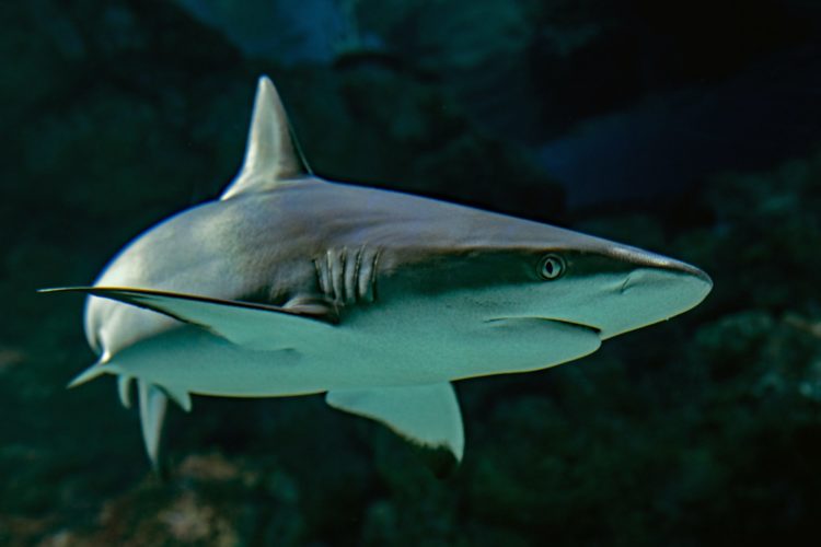 Viele Haie verenden als Beifang in Fischernetzen. Mit neuen Technologien, die sich ihre Sinne zu Nutze machen, soll das seltener passieren. Foto: Unsplash / David Clode