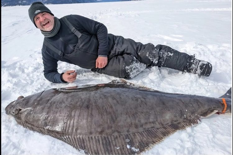 Der Heilbutt, den die drei Kanadier beim Eisangeln fangen konnten, wog 50 Kilo. Sie sprachen vom Fisch ihres Lebens. Foto: Stéphane Rivard (via YouTube)