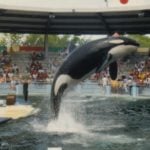 53 Jahre lang lebte der Orca Lolita in verschiedenen Aquarien. Bald soll sie wieder in Freiheit schwimmen dürfen. Foto: Wikimedia Commons