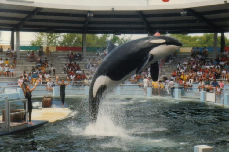 53 Jahre lang lebte der Orca Lolita in verschiedenen Aquarien. Bald soll sie wieder in Freiheit schwimmen dürfen. Foto: Wikimedia Commons