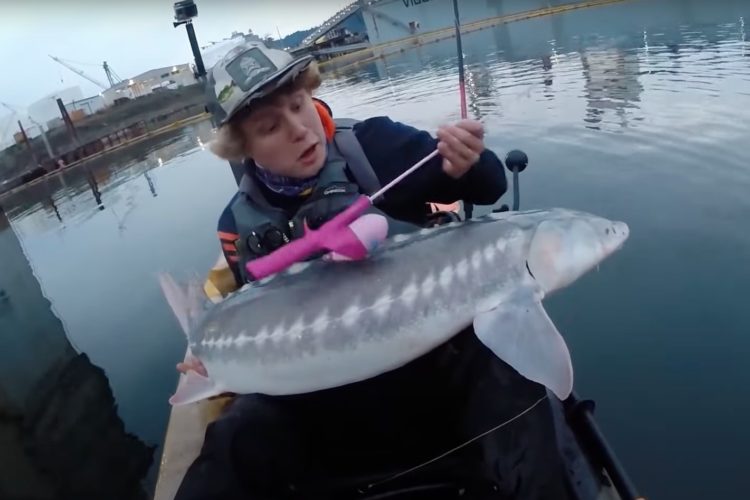 Der Angler fing diesen 1,50 m langen Stör mit dieser Rute für Kinder.