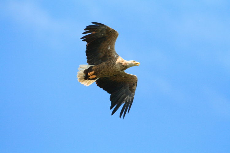 Der Seeadler gehört zu den natürlichen Feinden des Kormorans. In den letzten Jahren haben die Bestände wieder zugenommen. Foto: O. Portrat