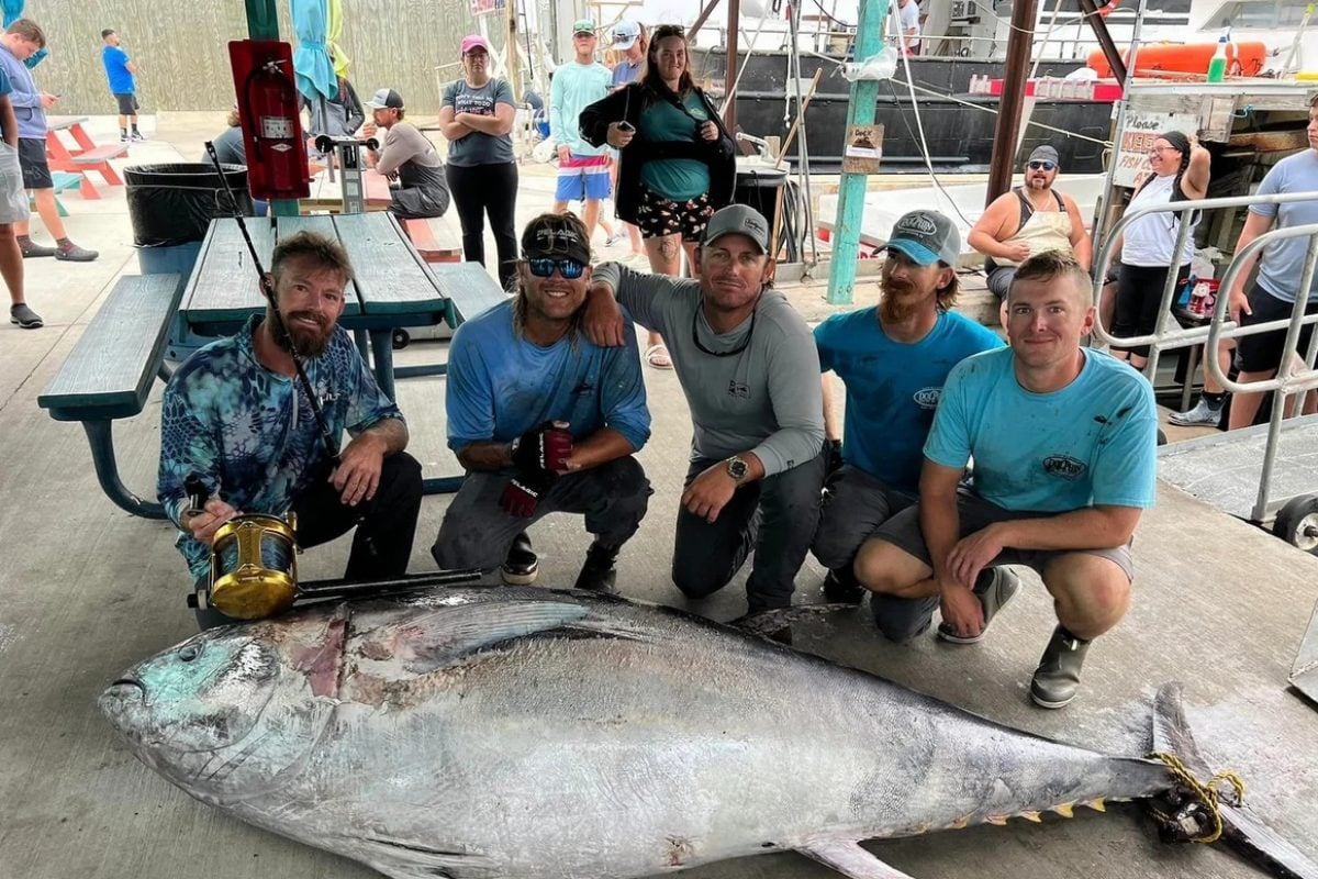 Trotz gebrochener Rute konnten die Angler der Dolphin Express diesen 307 kg schweren Thunfisch landen. Foto: Dolphin Docks Deep Sea Fishing