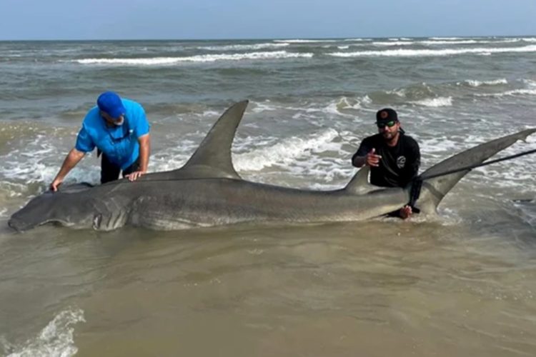 Zwei Angler aus Texas fingen diesen über 1000 Pfund schweren Hammerhai.