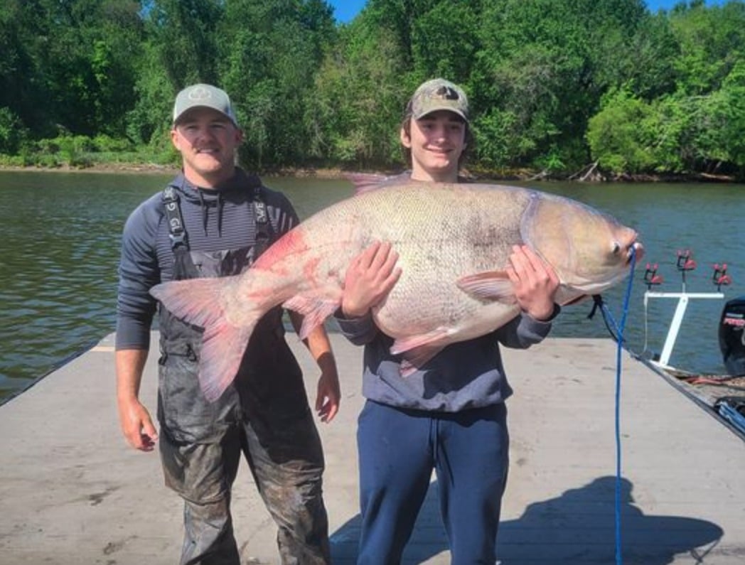 Fast 50 Kilo: Angler fängt zufällig Weltrekord-Marmorkarpfen - BLINKER