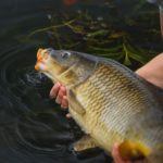 Für Karpfen und andere Fische gilt in Hessen ein Entnahmefenster. Foto: Florian Pippardt