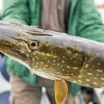 Angler verbringen insgesamt fast 400.000 Tage pro Jahr am Bodden. Grund dafür sind vor allem die kapitalen Boddenhechte. Foto: DAFV, Olaf Lindner