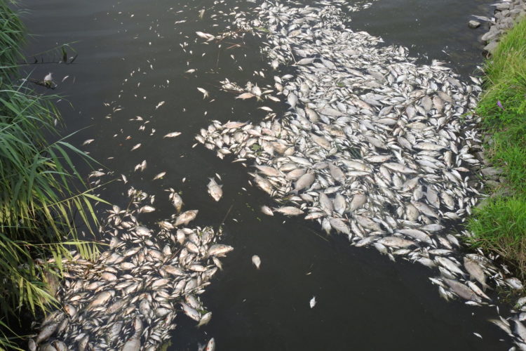 Im Sommer 2022 löste eine toxische Algenblüte ein großes Fischsterben in der Oder aus.