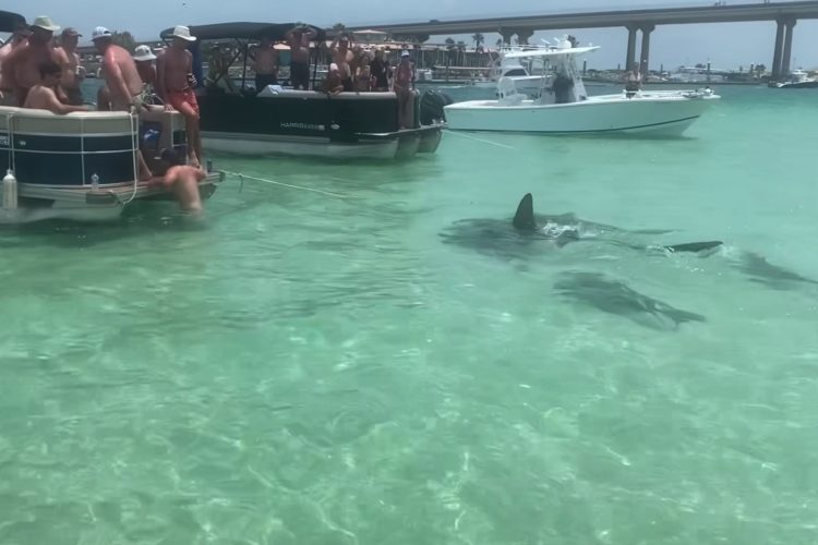 Eine Gruppe von Hammerhaien sorgte unter Badenden auf Robinson Island für Aufregung. Verletzt wurden weder Mensch noch Tier.