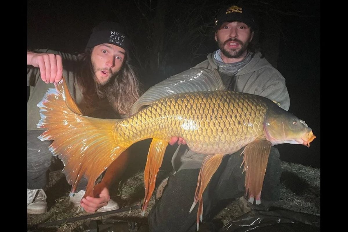 Der Karpfen, den der Amerikaner KC Langdon aus Massachusetts fing, erinnert mit seinen aufgefächerten Flossen an einen Zuchtfisch. Foto: KC Langdon (via Instagram)