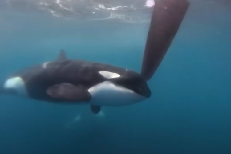 Ein Orca attackiert das Ruder eines Segelboots.