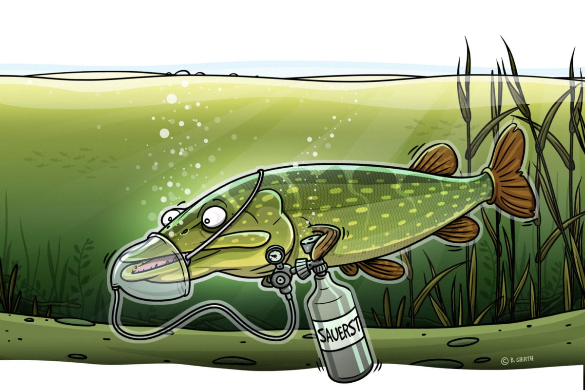 Sauerstoff im Wasser: Das sollten Angler wissen! - BLINKER