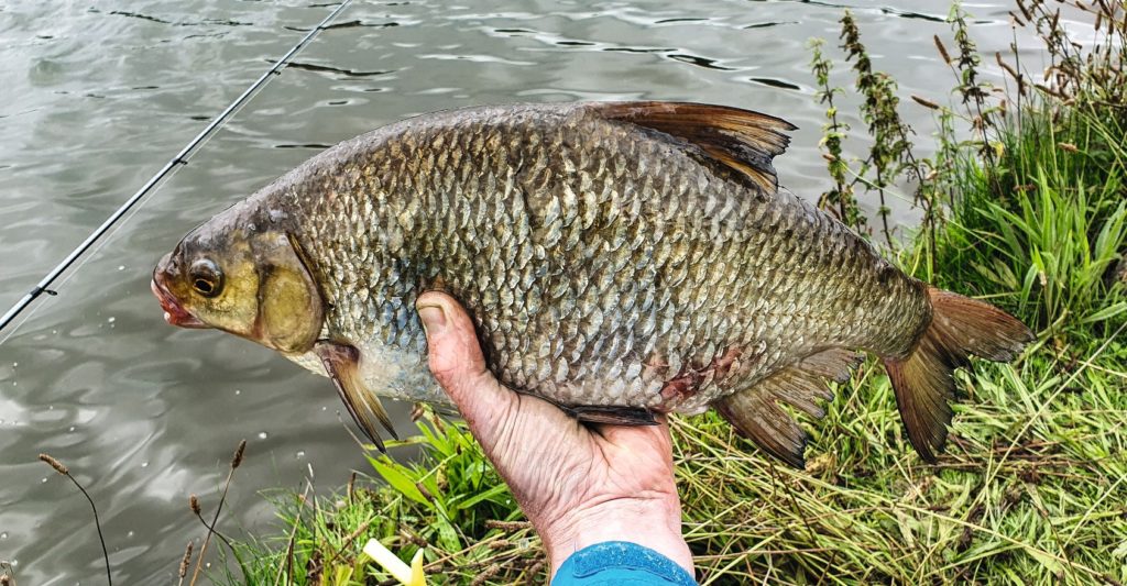 Rotauge x Brassen: Aus Friedfischen gehen besonders häufig Fisch-Hybriden hervor. 