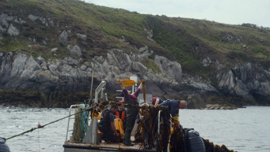 „For The Love Of The Sea“ zeigt die erste regenerative Meeresfarm in Wales.