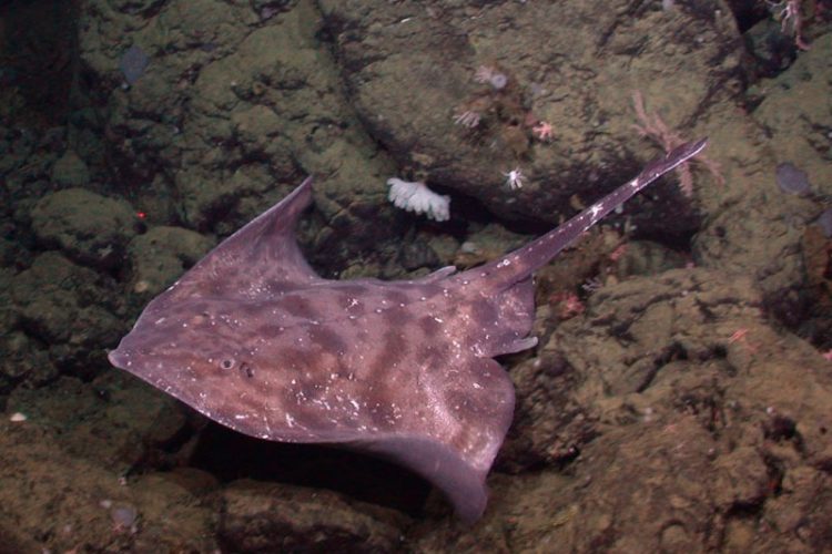 Der Glattrochen ist ein bodennah lebender Raubfisch, der auch in der Nordsee vorkommt.