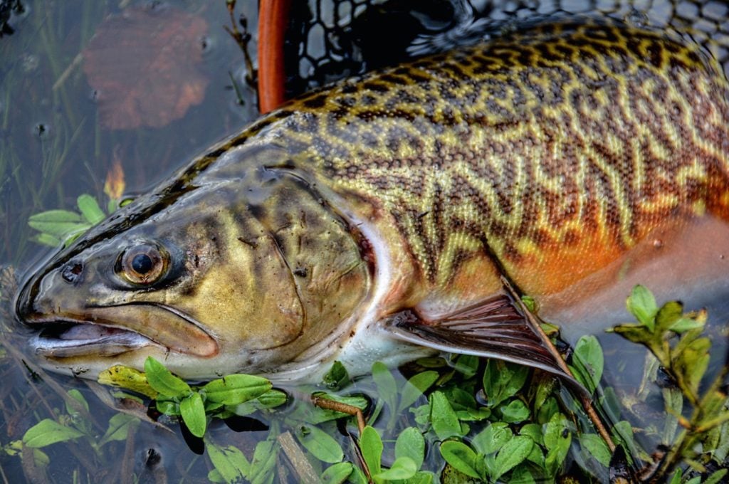 Weibliche Bachforelle, männlicher Bachsaibling – heraus kommt die Tigerforelle. In der Natur kommen diese markant gezeichneten Fisch-Hybriden kaum vor.