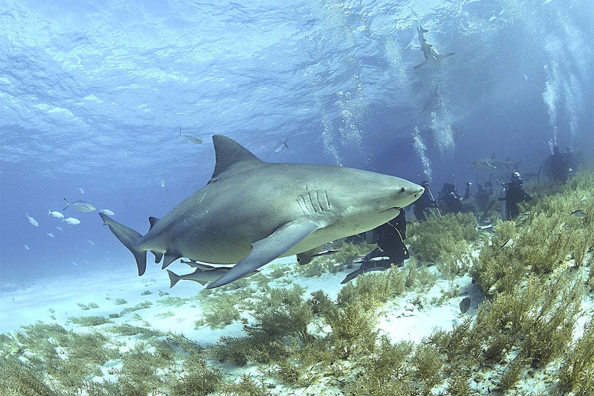 Bullenhai im Meer unter Wasser fotografiert. Im Hintergrund Taucher.