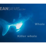 Orca verbeisst sich im Bauch eines Walhais.