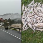 Eindrücke aus dem Savinja-Tal nach der Flutkatastrophe. Die Überschwemmung zerstörte den Lebensraum zahlloser Fische.