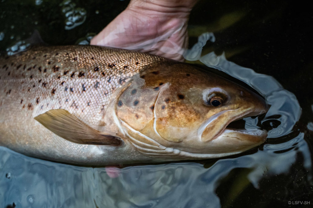 Die Elternfische kehren im Herbst auf die Kiesbänke der Jevenau zurück.