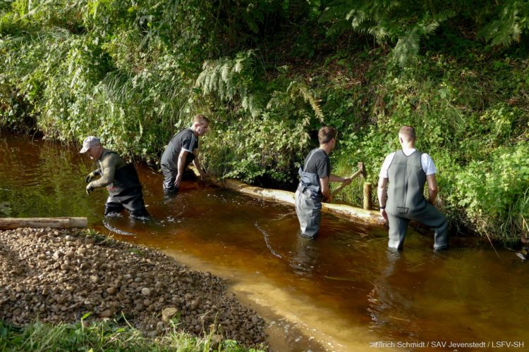 Für eine Uferbefestigung mit ökologischem Mehrwert werden Faschinen aus Holz gebaut.