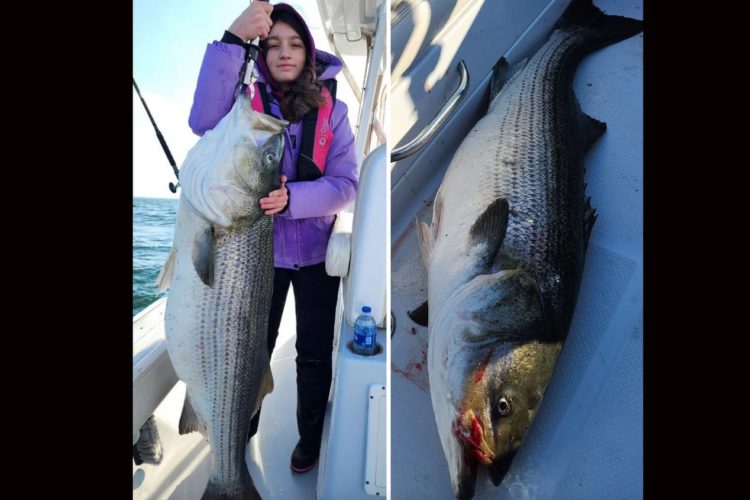 Fast so groß wie sie selbst: Der Weltrekord-Striper, den die 13-jährige Laci Short im letzten Dezember fing.