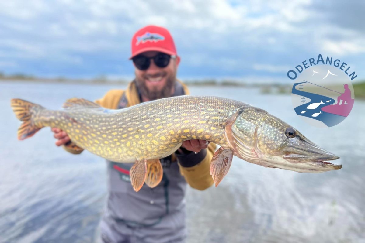 Der Landesanglerverband Brandenburg und das Institut für Binnenfischerei Potsdam-Sacrow suchen Angler, die für die Wissenschaft an der Oder fischen.