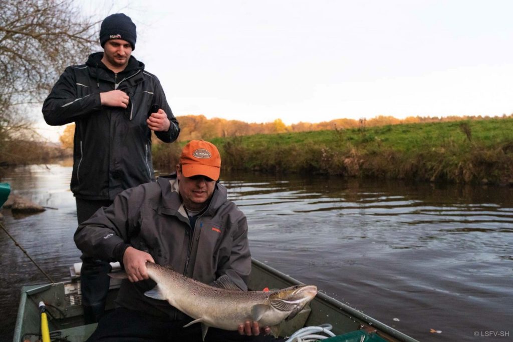 Die Elternfische wurden im Herbst vergangenen Jahres gefangen.