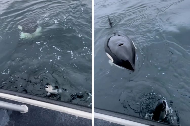 Beim Drill eines Königslachses wurden Orcas auf den Fisch aufmerksam.