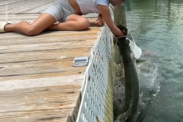 Ein Tarpon schießt aus dem Wasser, um einen Köderfisch zu schnappen.