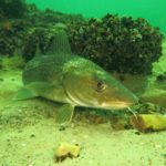 Dorsche waren früher in der Ostsee weit verbreitet und ein beliebter Speisefisch. Heute gelten die Bestände als gefährdet.