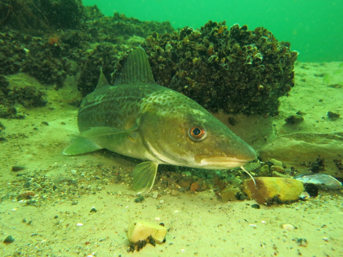 Dorsche waren früher in der Ostsee weit verbreitet und ein beliebter Speisefisch. Heute gelten die Bestände als gefährdet.