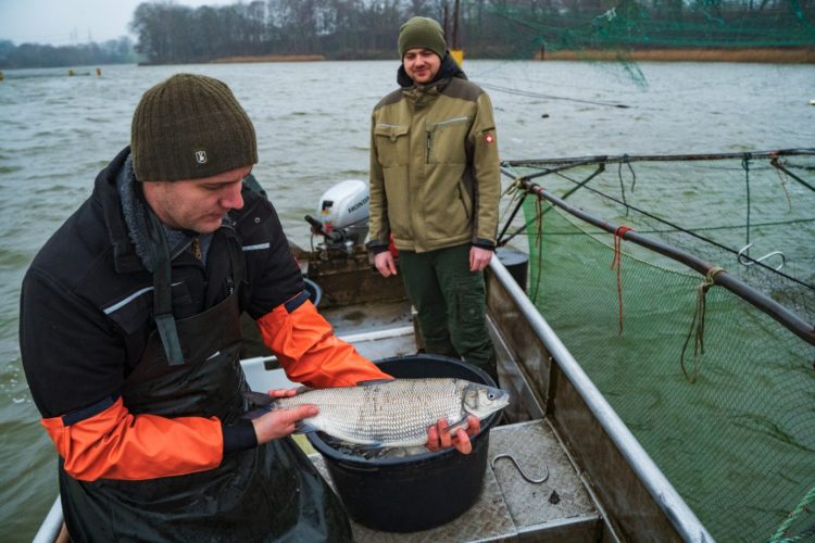 Die laichreifen Schnäpel werden am NOK abgefischt.