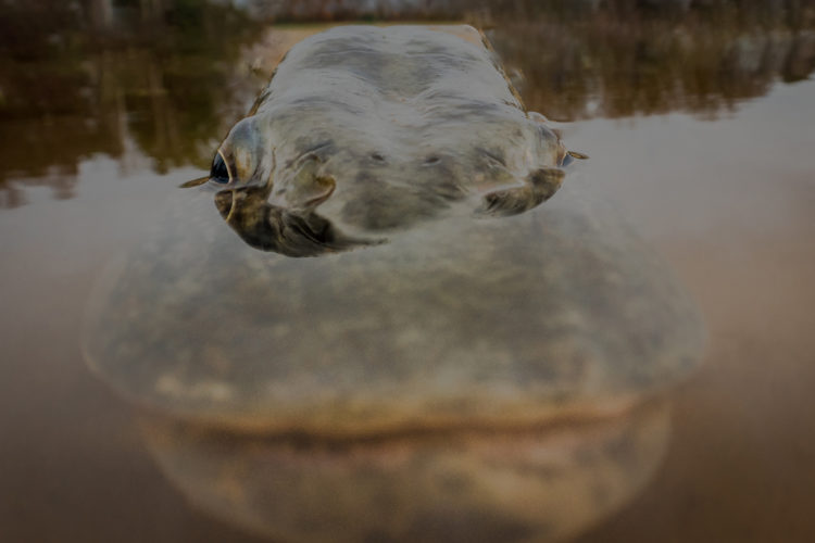 Hecht im Flachwasser: Bei Hochwasser flüchten viele Fische vor starker Strömung auf überflutete Bereiche oder gehen dort auf Nahrungssuche.