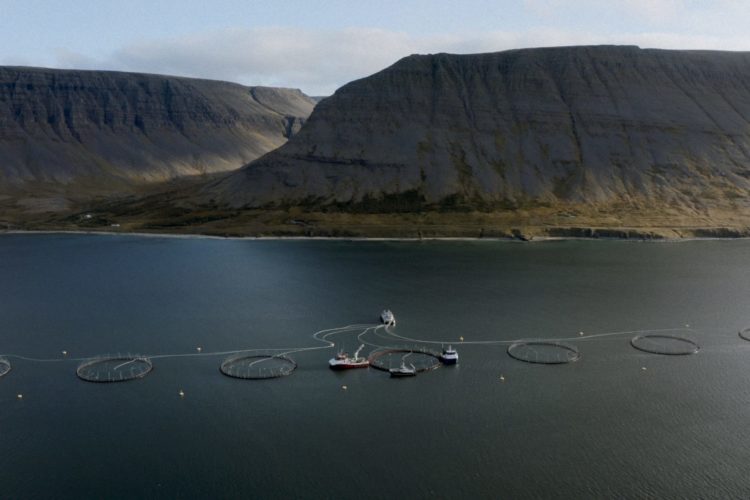 Der Film „Laxaþjóð – A Salmon Nation“ zeigt eindrücklich die Gefahr der industriellen Lachszucht für Islands wilde Lachse.