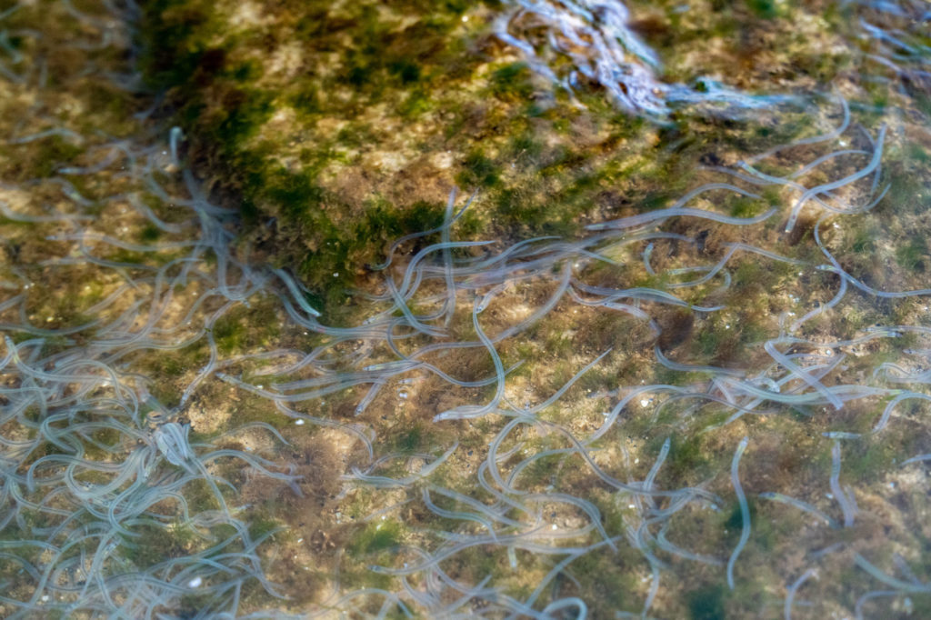 (5) Sofort nach dem Besatz suchen die Fische nach Lücken und Verstecken im Gewässergrund.