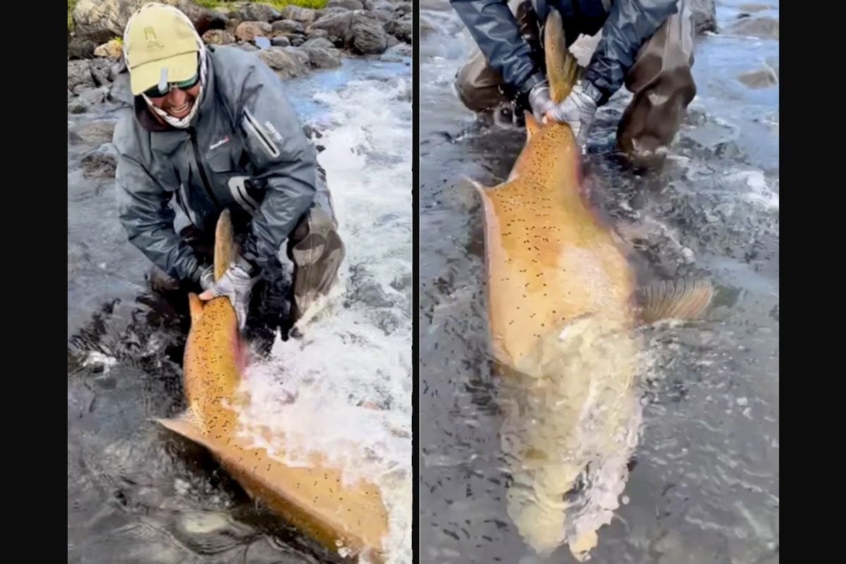 Mit einem Gewicht von 30 kg ist der Königslachs von Fabian Mengo bereits riesig – doch die Fische werden noch größer.