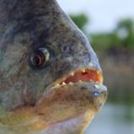 Piranhas sind für ihre scharfen Zähne berüchtigt. Aber ist an dem Mythos vom „Menschenfresser“ wirklich etwas dran?