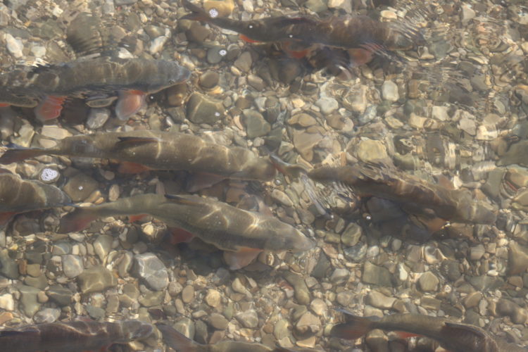 Dicht an dicht stehen die Fische auf der Kiesbank, wo sie auch ablaichen werden.