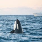 Orca, Killerwal im Meer vor einem Boot